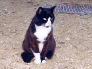 Grosses bild anzeigen bebbi1.jpg