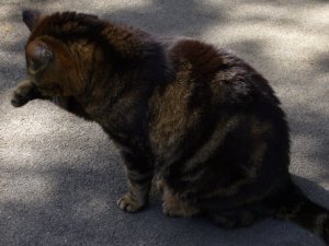 Grosses bild anzeigen 20060521%20022.jpg