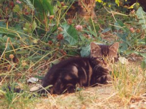 Grosses bild anzeigen Cindy1.jpg