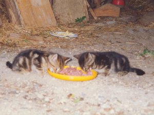 Grosses bild anzeigen Diego%20Cindy.jpg