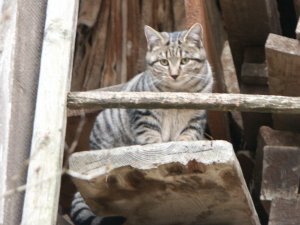 Grosses bild anzeigen PICT3927.jpg