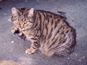 Grosses bild anzeigen sitsel.jpg