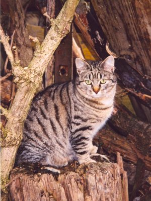 Grosses bild anzeigen strunk1.jpg