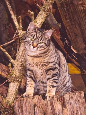 Grosses bild anzeigen strunk2.jpg