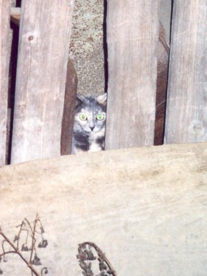 Grosses bild anzeigen lissi0201.jpg