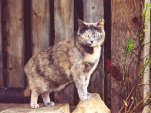 Grosses bild anzeigen lissia.jpg