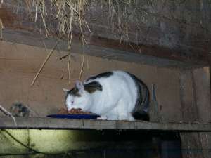 Grosses bild anzeigen PICT5612.jpg