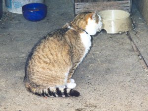 Grosses bild anzeigen Scannen.jpg