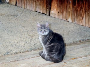 Grosses bild anzeigen Scannen0001.jpg