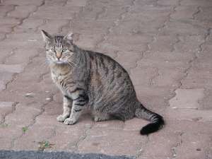 Grosses bild anzeigen PICT2830.jpg