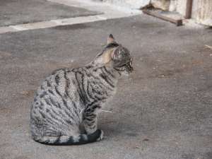 Grosses bild anzeigen PICT3872.jpg