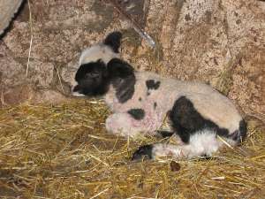 Grosses bild anzeigen IMG_0009.jpg 